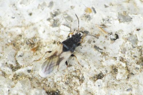 Réf. 254 376 : Metopoplax ditomoides